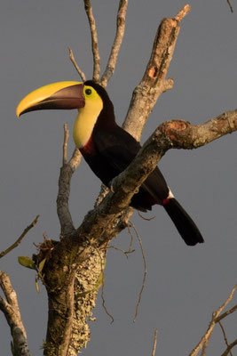  Arenal - Zwartsnaveltoekan - Ramphastos ambiguus
