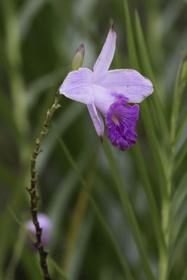 Montaña de Pelicano - Arundina graminifolia