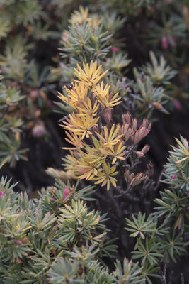 Stringybark walk - Brachyloma ericoides