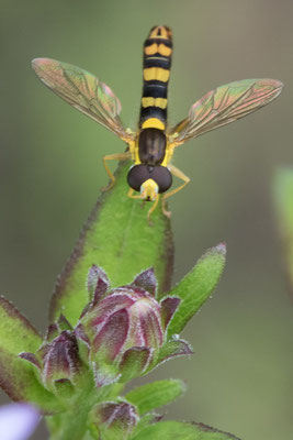 Grote langlijf - Sphaerophoria scripta