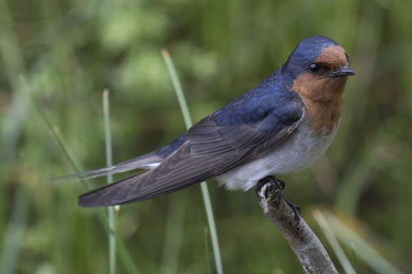 Tower Hill - welkomzwaluw - Hirundo neoxena