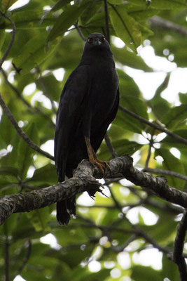 San Pedrillo Corcovado - langpootkiekendief - Geranospiza caerulescens