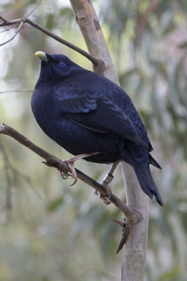 NP Great Otway - satijnblauwe prieelvogel - Ptilonorhynchus violaceus (m)