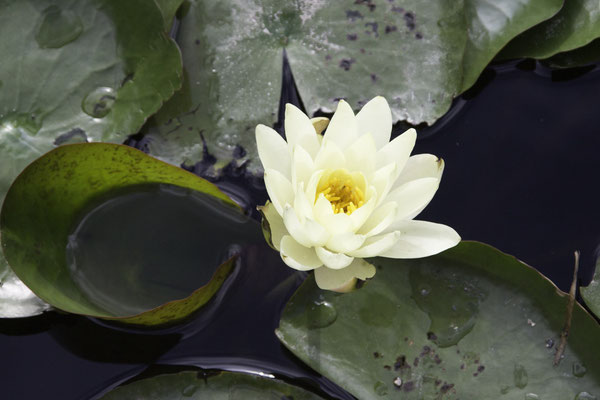 Matsumoto kasteel waterlelie - Nymphaea odorata