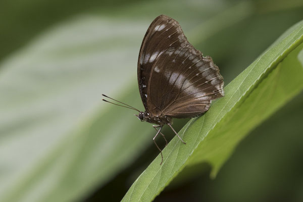My Tho - vlinder - Hypolimnas bolina