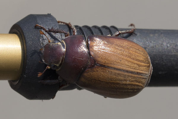 Bogor - kever - (spec) Scarabaeidae