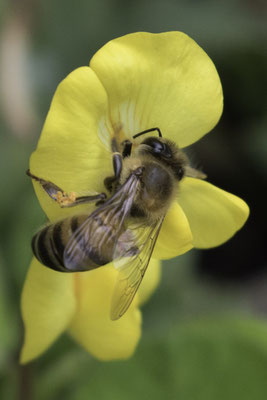 Honingbij - Apis mellifera L
