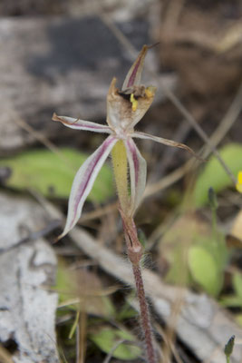 Keith Hately walk - orchidee - Caladenia denticulata