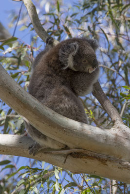 Koala - Phascolarctos cinereus