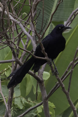 Tarcoles - langstaarttroepiaal - Quiscalus mexicanus