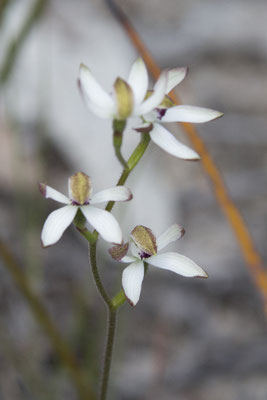 Stringybark walk - kapjesorchis - Caladenia cucullata
