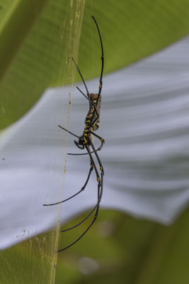 Tukad Cepung waterval - goeden zijdespin - Nephila pilipes