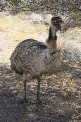Alice Springs - Dessert park - emoe - Dromaius novaehollandiae