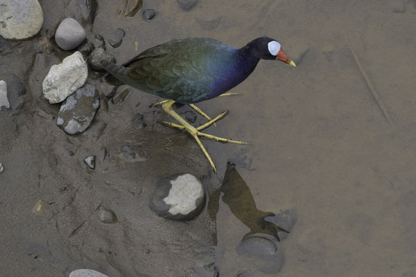 Tarcoles - Amerikaans purperhoen - Porphyrio martinica