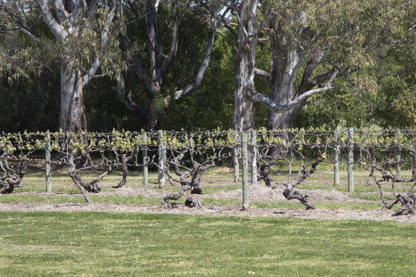 Kapunda - wijntoer - Langmeil