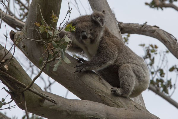 Koala - Phascolarctos cinereus