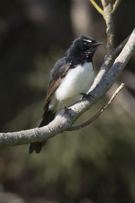 River walk - tuinwaaierstaart - Rhipidura leucophrys