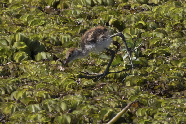 Yellow river - Australische jacana (j) - Irediparra gallinacea