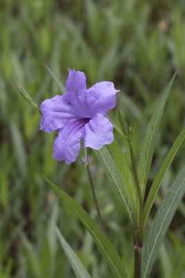 Hanoi - Hoan Kiem tempel petunia - Ruellia simplex