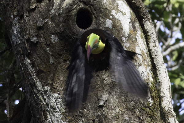 Monteverde - zwavelborsttoekan - Ramphastos sulfuratus