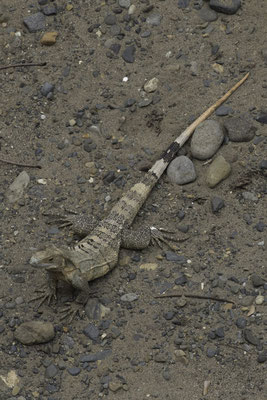 Tarcoles - zwarte stekelstaartleguaan - Ctenosaura similis