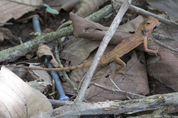 My Son - bloedzuiger hagedis - Calotes versicolor