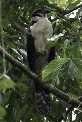 Manuel Antonio - grote bosvalk - Micrastur semitorquatus