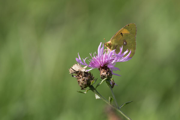 Luzerne vlinder