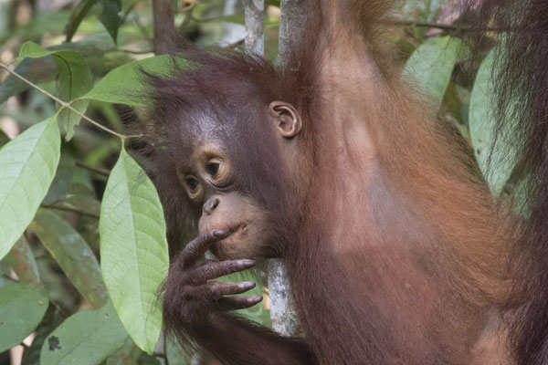 Semenggoh - Borneo orang oetan - Pongo pygmaeus