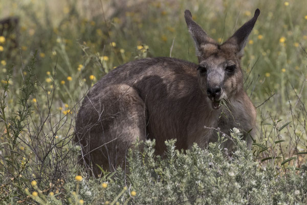 Alice Springs - botanische tuin - wallaroe - Osphranter robustus