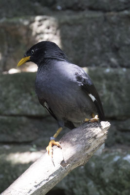 Javaanse maina - Acridotheres javanicus