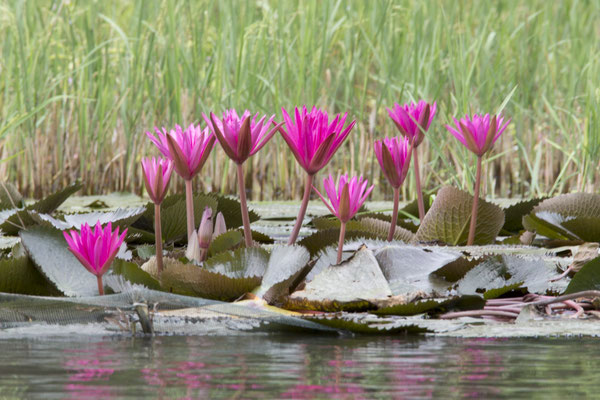 Tam Coc - Ngô Đồng rivier rode tijgerlotus - Nymphaea rubra
