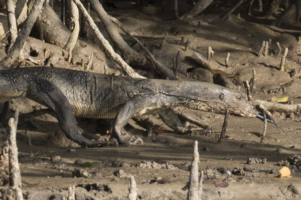 watervaraan - Varanus salvator