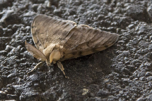 Fuji park plakker - Lymantria dispar