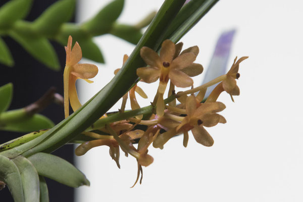 Bogor - orchidee - Vanda miniata