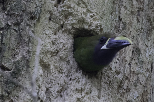 Monteverde - smaragdarassari - Aulacorhynchus prasinus-2