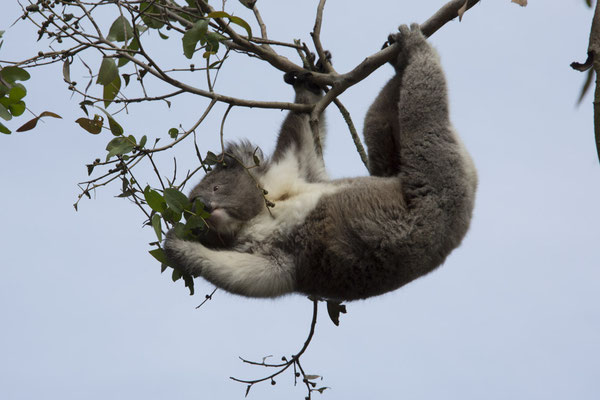 Koala - Phascolarctos cinereus