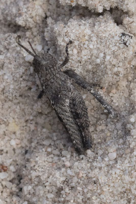 Stringybark walk - sprinkhaan - Arphia pseudonietana
