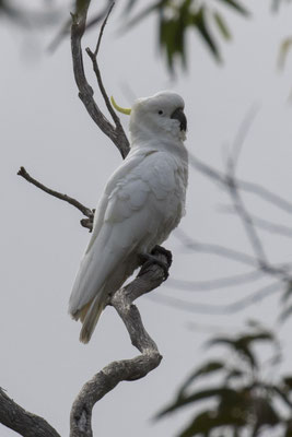 NP Great Otway - grote geelkuifkaketoe - Cacatua galerita