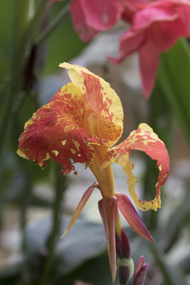 My Son - Indisch bloemriet - Canna indica