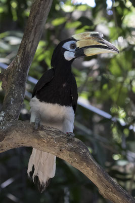Indische neushoornvogel - Anthracoceros albirostris