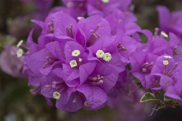 Semarapura Klungkung - Bougainvillea - Bougainvillea glabra