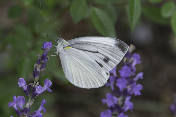 Azumino wasabi farm vlinder - Pieris melete