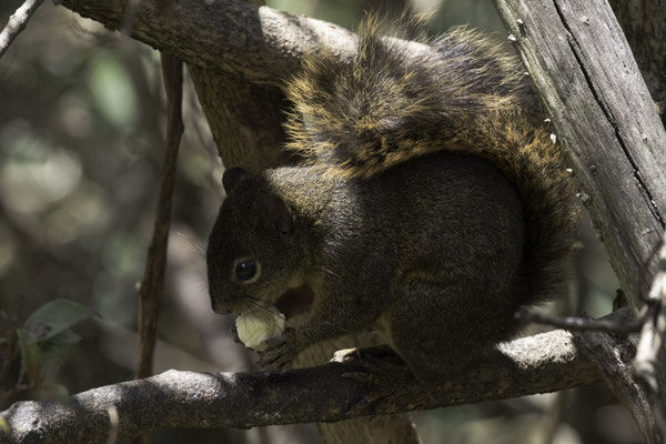 San Gerardo de Dota - roodstaartboomeekhoorn - Sciurus granatensis