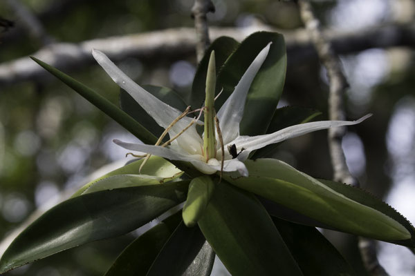 Sierpe - tea mongrove - Pelliciera rhizophorae