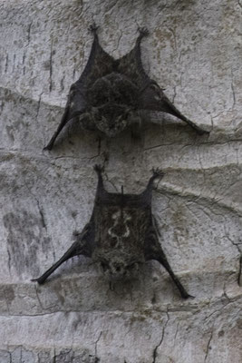 Sierpe - greater sac-winged bat - Saccopteryx bilineata