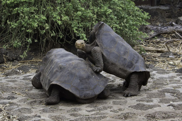 Santa Cruz - Galapagos reuzenschildpad - Geochelone elephantopus