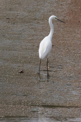 Cahills Crossing - kleine zilverreiger - Egretta garzetta