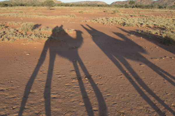 Alice Springs - kameelrit