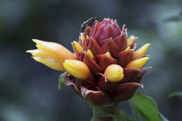 Monteverde - Costus barbatus